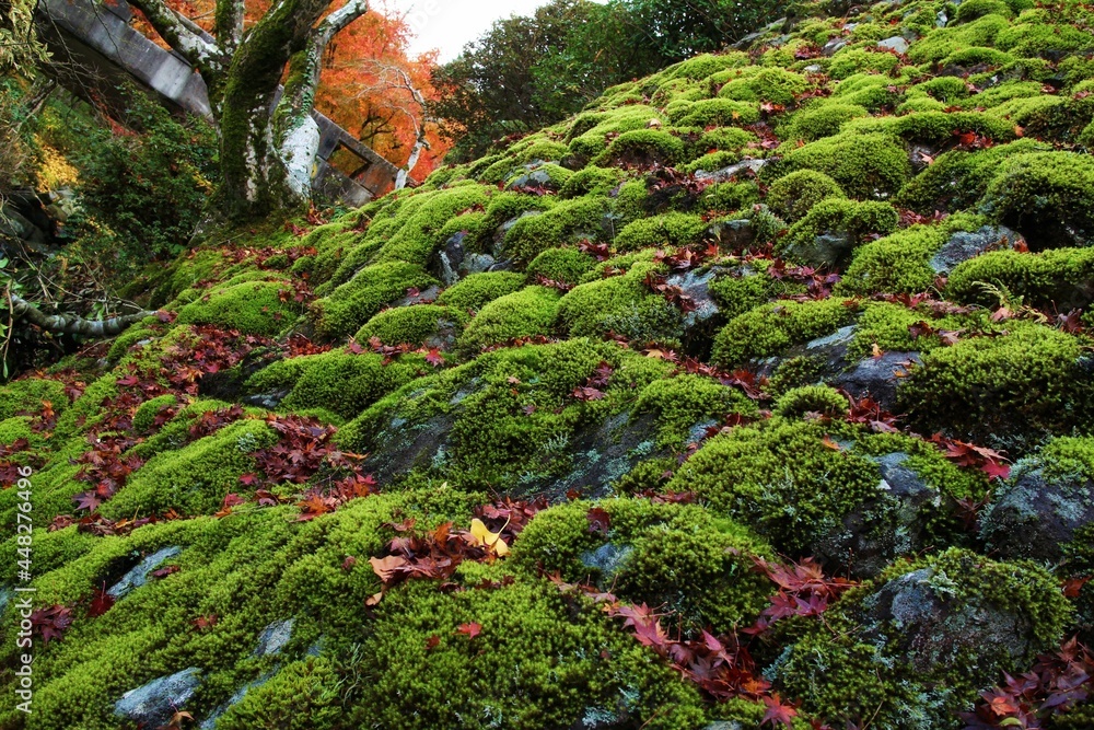 岩に生える苔