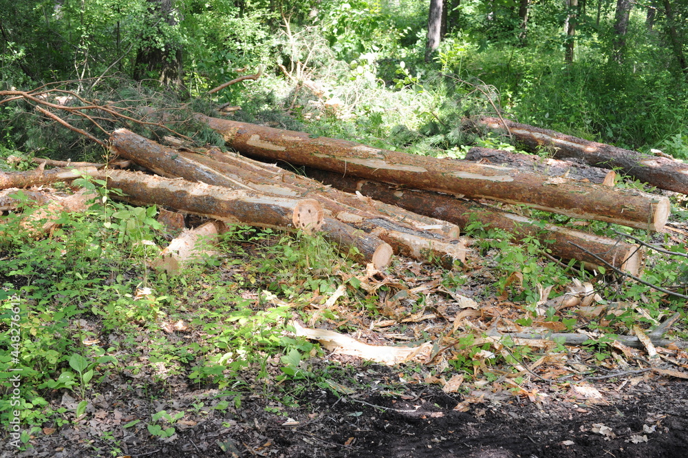 Tree trunk logs with bark in a forest after forest felling or tree clearing