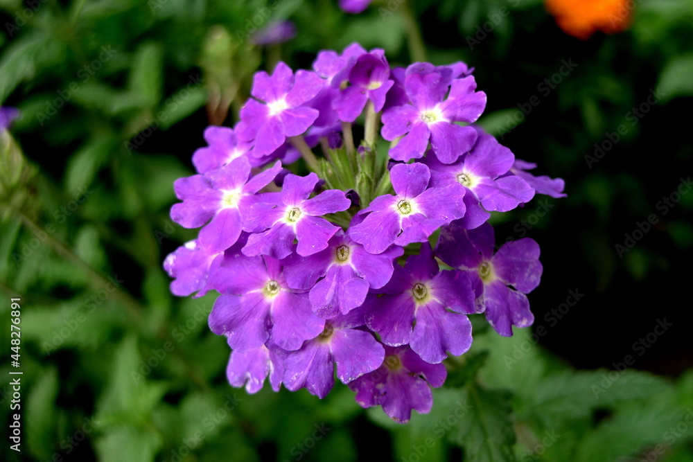 Plants and flowers Plants and flowers