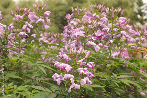 Cleome or also Spider flower. Spider flower colony in the park.