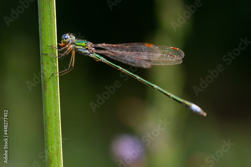 Dragonfly on a stick..
