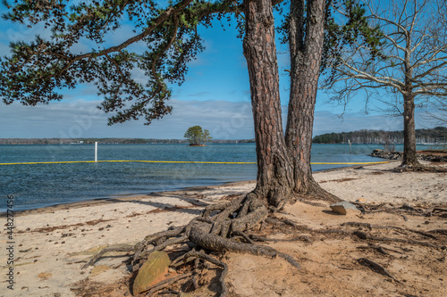 Trees on the beach at the lake