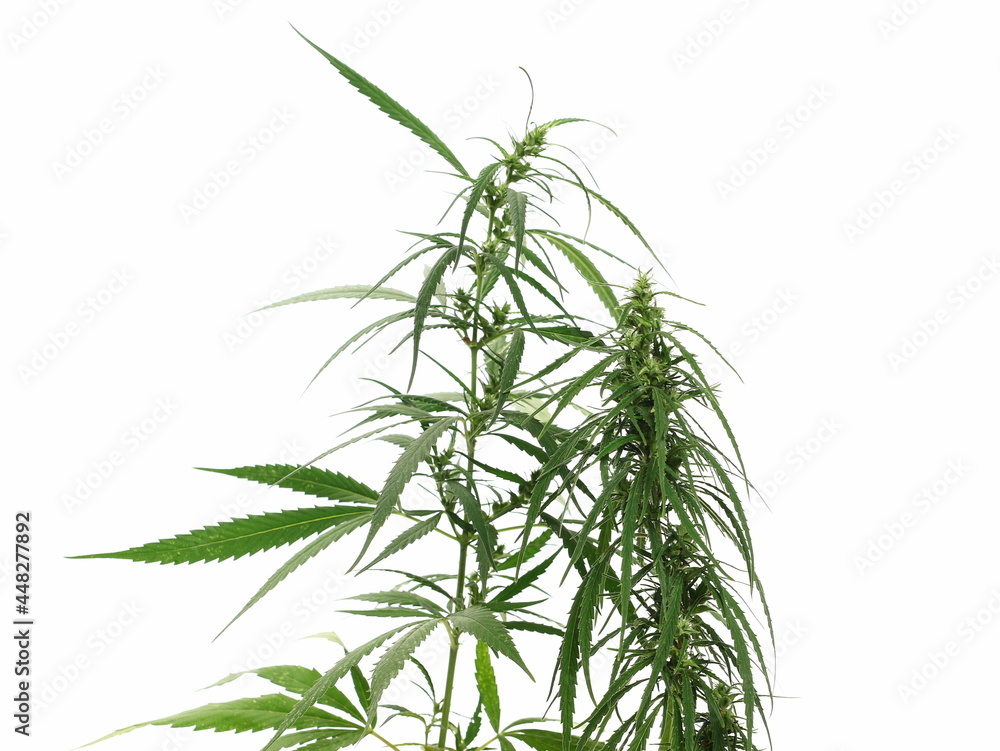 Marijuana isolated on white background, clipping path Marijuana isolated on white background, clipping path
