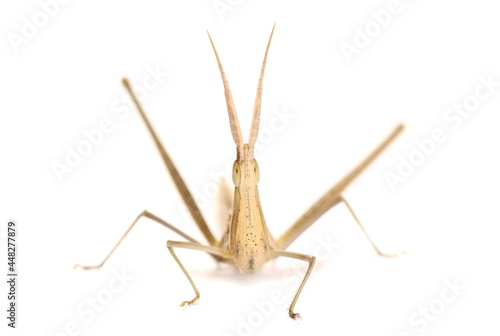 Grasshopper Acrida ungarica, Cone-headed or Nosed grasshopper and Mediterranean slant-faced isolated on white background, macro photo