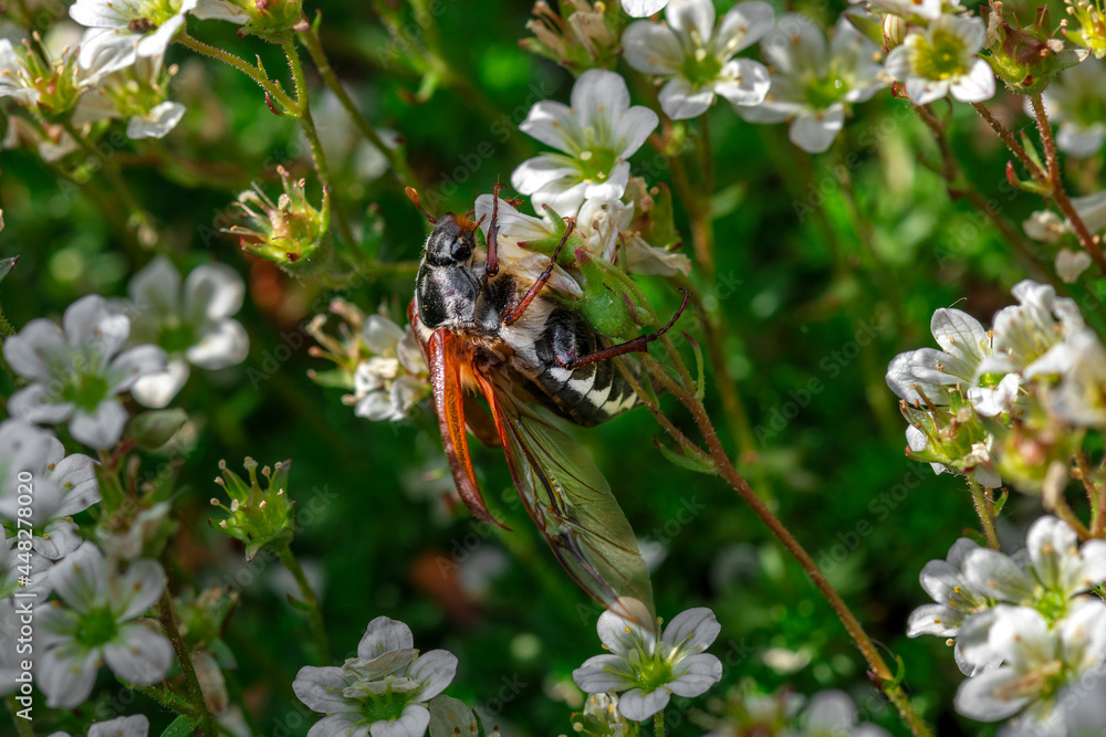 Nahaufnahme eines Maikäfers auf einer Blüte Nahaufnahme eines Maikäfers auf einer Blüte
