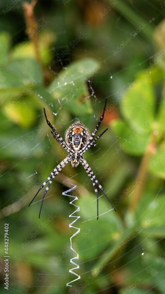 Orb weaver spider in a web in Cotacachi, Ecuador Orb weaver spider in a web in Cotacachi, Ecuador