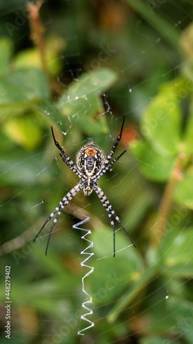 Orb weaver spider in a web in Cotacachi, Ecuador