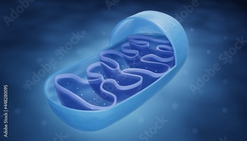 Mitochondrion anatomy 3d illustration photo