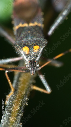 Close up of a leaf-footed bug in a field in Cotacachi, Ecuador © Angela