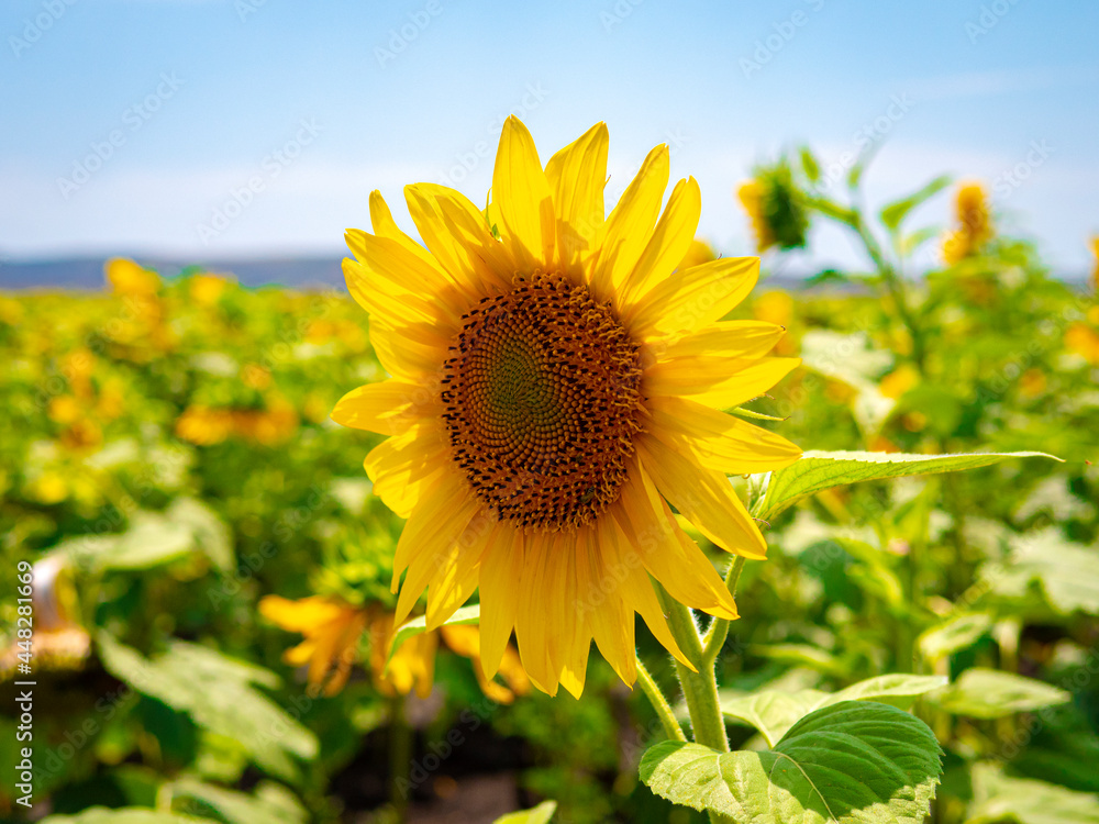 Shiny yellow sunflower. Close-up of sunflower Shiny yellow sunflower. Close-up of sunflower