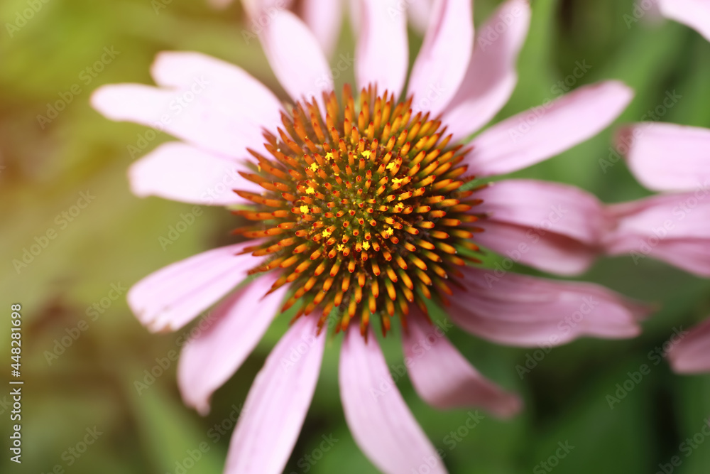 Beautiful pink Echinacea flower on blurred background, top view