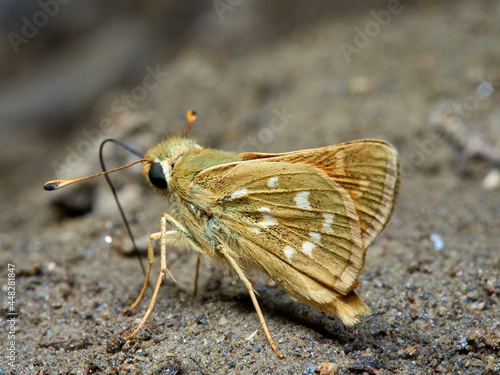 Silver spotted Skipper. Hesperia comma. photo