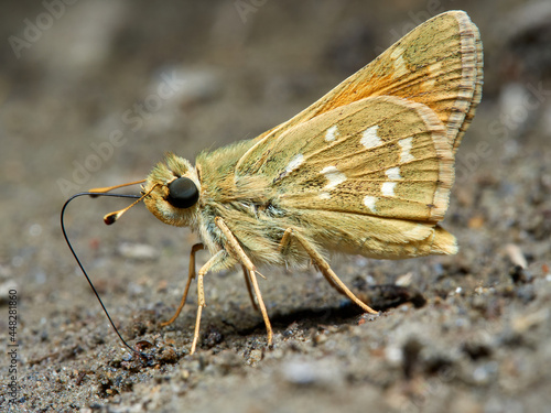 Silver spotted Skipper. Hesperia comma. photo