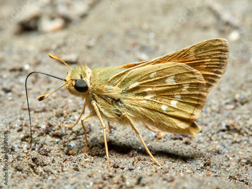 Silver spotted Skipper. Hesperia comma. photo