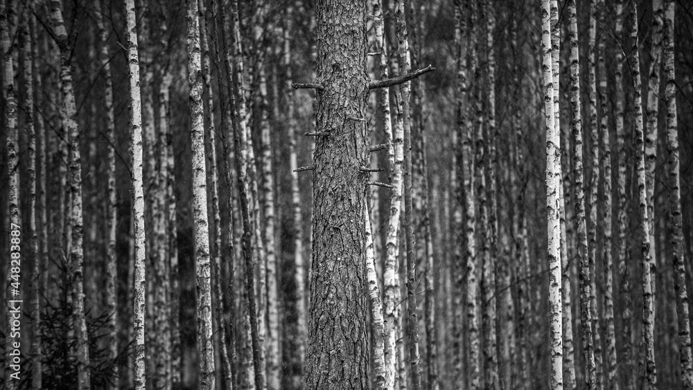 Pine tree in forest