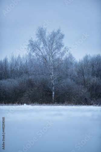 trees in the snow