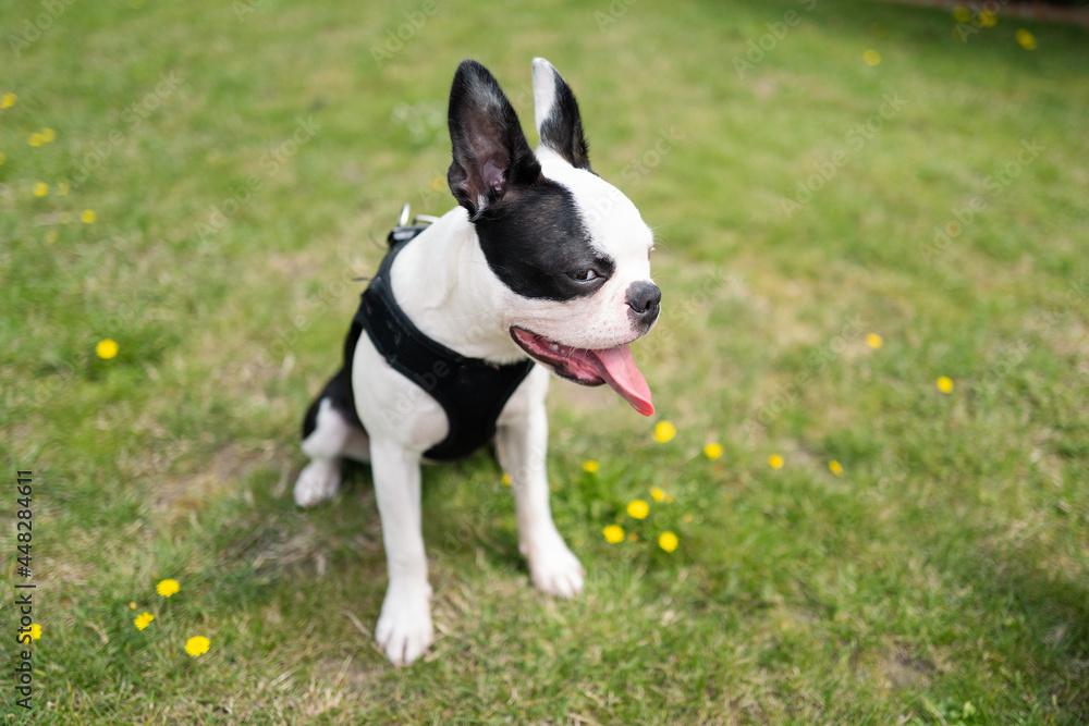 Mischievous looking Boston Terrier puppy sitting on grass, wearing a harness. Her tongue is out.