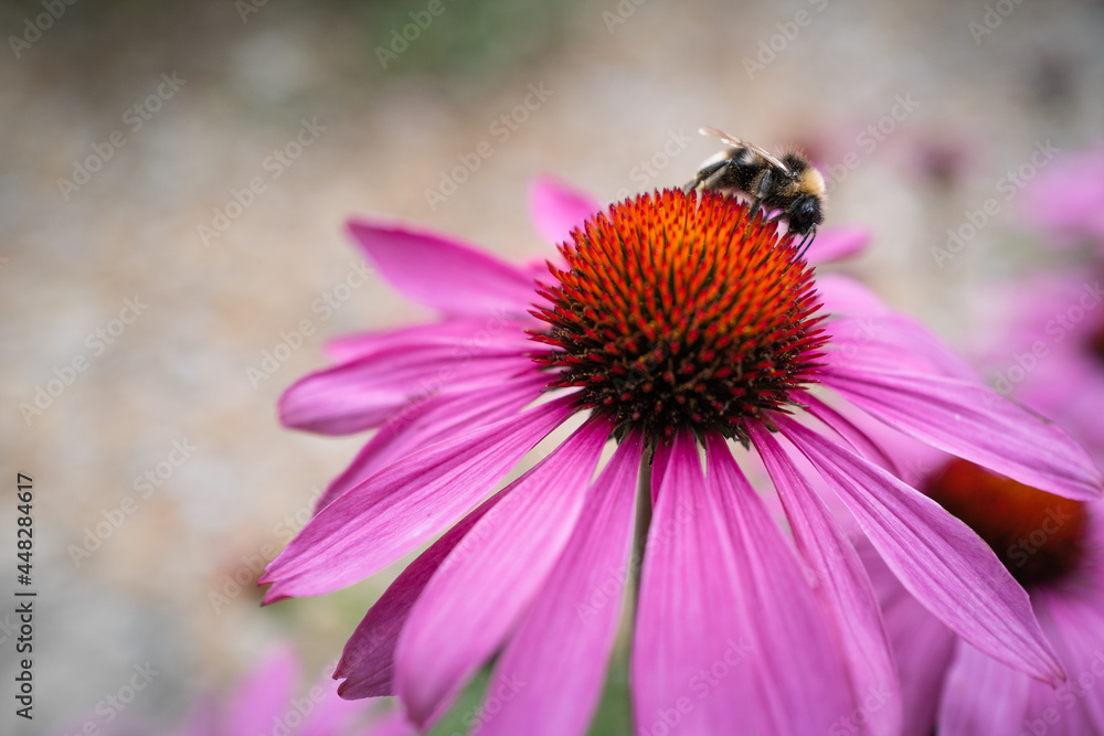 Bumble bee on a echinacea, coneflower Bumble bee on a echinacea, coneflower
