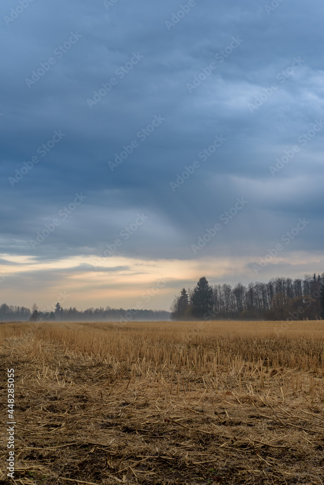 morning in the field morning in the field