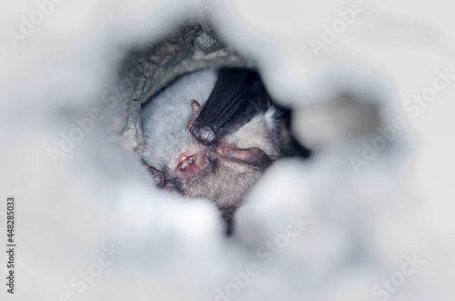 Fototapeta Naklejka Na Ścianę i Meble -  Natterer's bat (Myotis nattereri) 