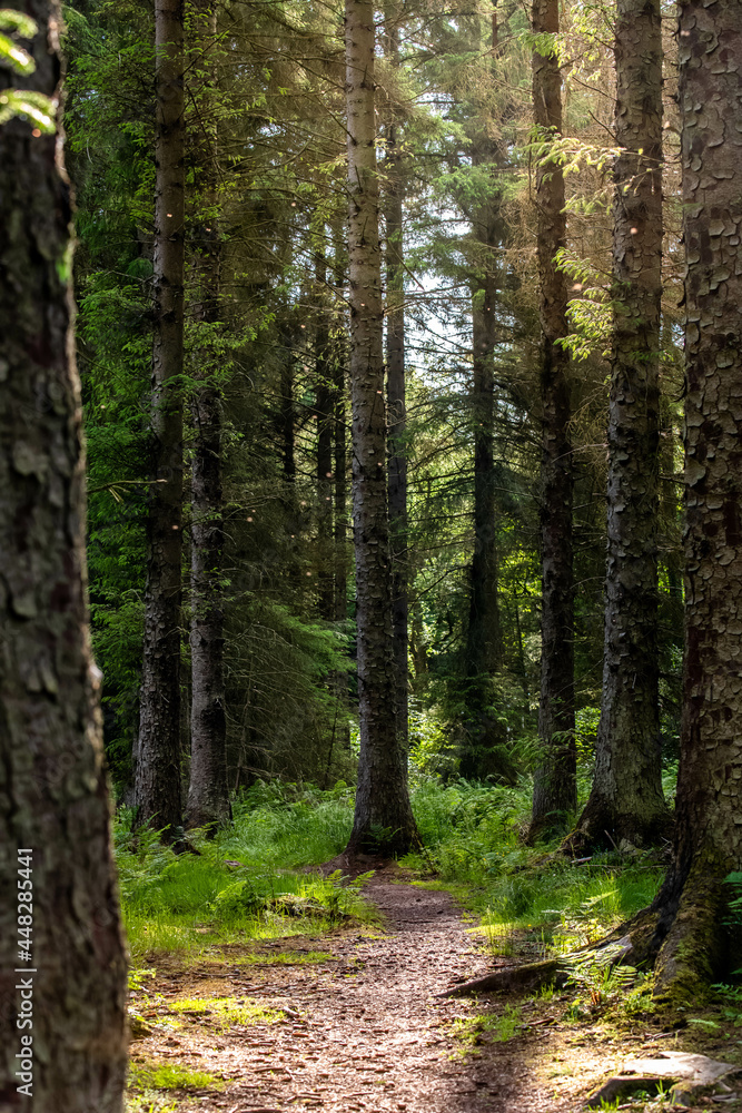 Fototapeta premium Beams of light falling through deep pine forest and fern plantation