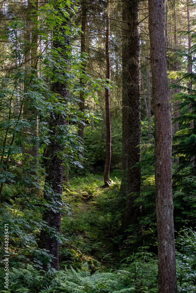 Fototapeta premium Beams of light falling through deep pine forest and fern plantation