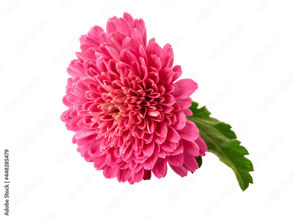 Beautiful Pink chrysanthemum flower isolated on white background Beautiful Pink chrysanthemum flower isolated on white background