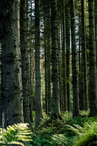 Beams of light falling through deep pine forest and fern plantation © AK Media