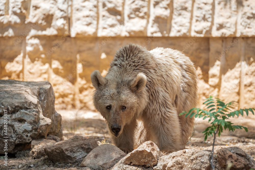 Fototapeta premium Syrian brown bear is walking on the stones. Summer day at the zoo.