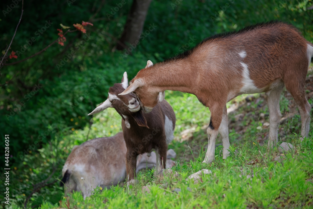 Toggenburg nanny goat with her young on pasture in County Wicklow, Ireland Toggenburg nanny goat with her young on pasture in County Wicklow, Ireland