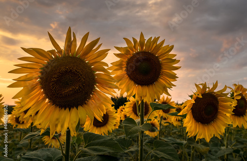 Agricultural field with yellow sunflowers against the sky with clouds. Golden Sunset Close-up.