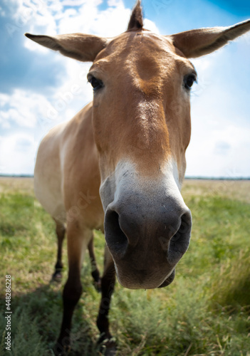 cheerful horse close-up head. Funny donkey. funny animal with a big muzzle. High quality photo