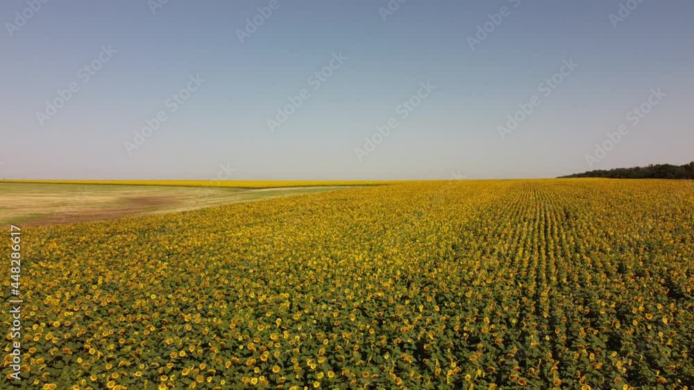 Aerial drone view of a flying over the sunflower field. Rural agricultural landscape. Aerial drone view of a flying over the sunflower field. Rural agricultural landscape.