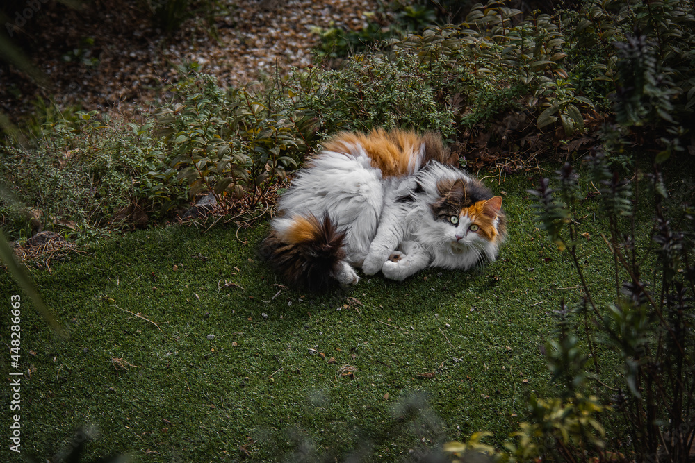 Cat in the garden Cat in the garden