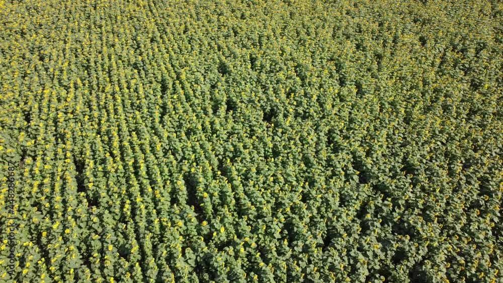 Aerial drone view of a flying over the sunflower field. Rural agricultural landscape. Aerial drone view of a flying over the sunflower field. Rural agricultural landscape.