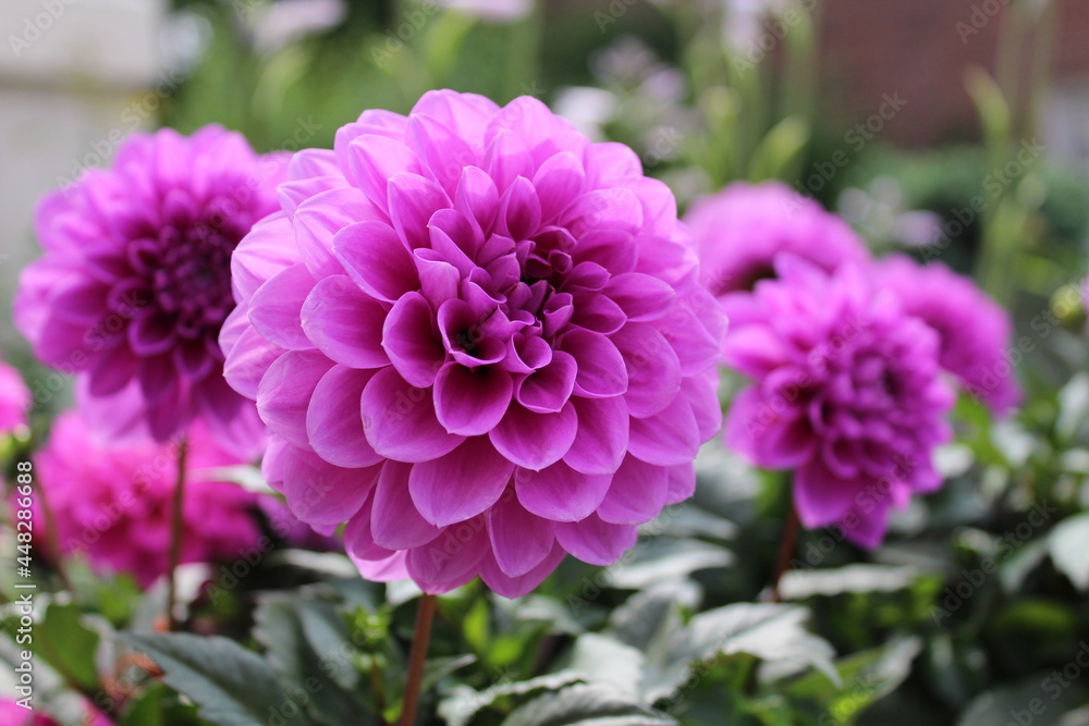Garden flowers - floral paradise Garden flowers - floral paradise