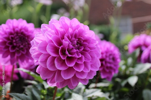 Garden flowers - floral paradise, Dahlia flowers