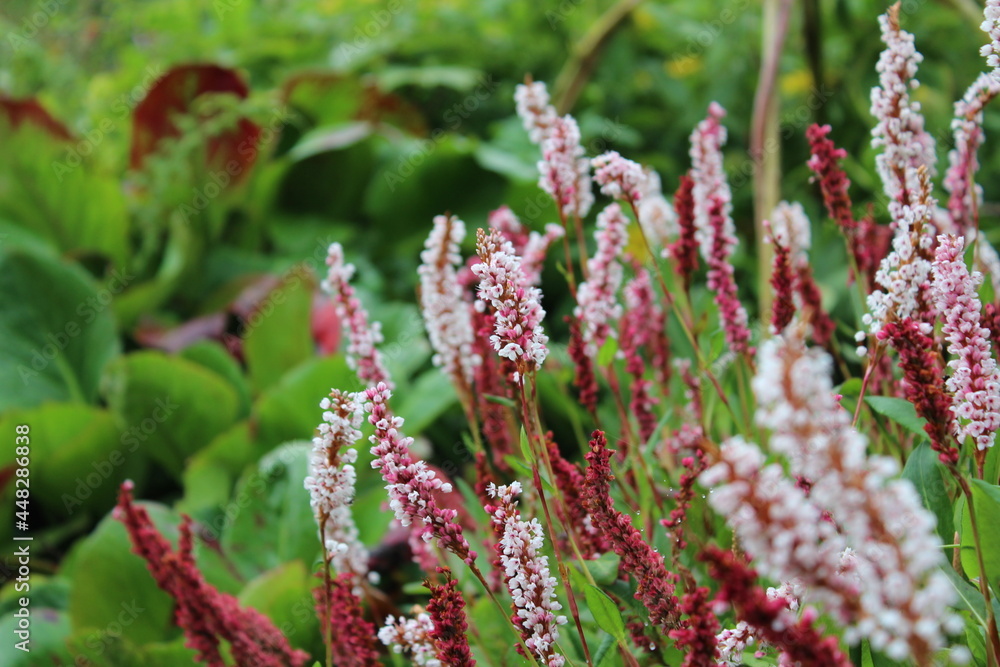 Garden flowers - floral paradise