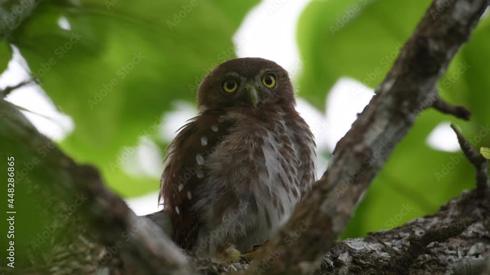 owl on tree owl on tree