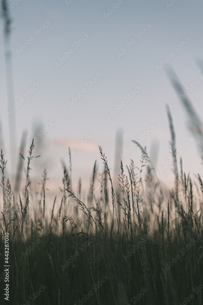 Fototapeta premium Hoches Gras und Wiese im Wald