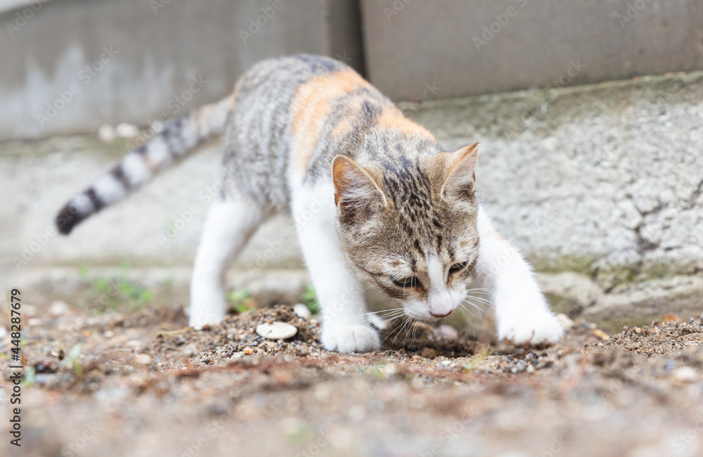 Naklejka premium Small gray and white kitten burying its excrements outdoors. Feline cleanliness. A cat sniffing and touching the ground with its paw.