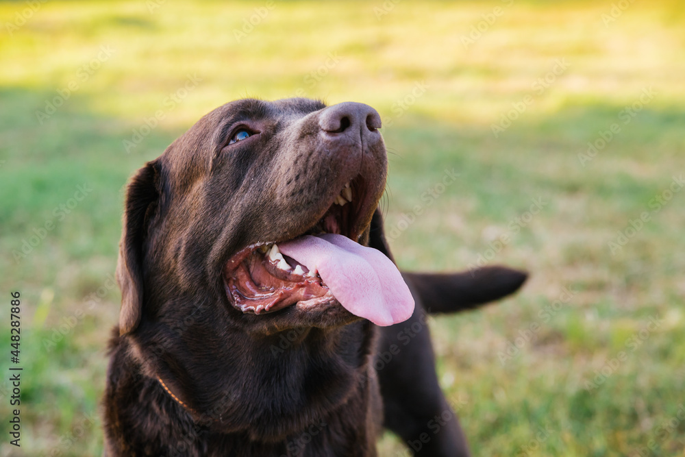 Portrait of a Labrador dog. The wool is chocolate-colored. A pet on a walk. Portrait of a Labrador dog. The wool is chocolate-colored. A pet on a walk.