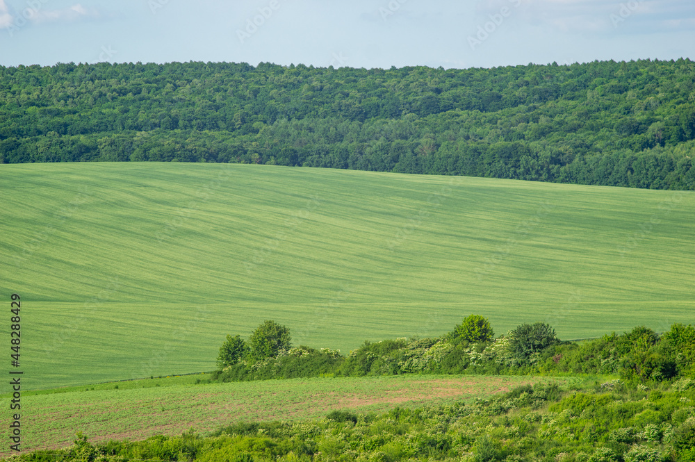 Beautiful summer landscape, green field on a sunny day