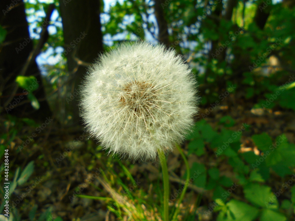 Dandelion preparing to shed seeds | Close-up view of spring flower | White blossom with a blurred background | Taraxacum Officinale at the meadow Dandelion preparing to shed seeds | Close-up view of spring flower | White blossom with a blurred background | Taraxacum Officinale at the meadow