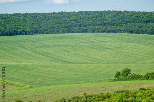 Beautiful summer landscape, green field on a sunny day