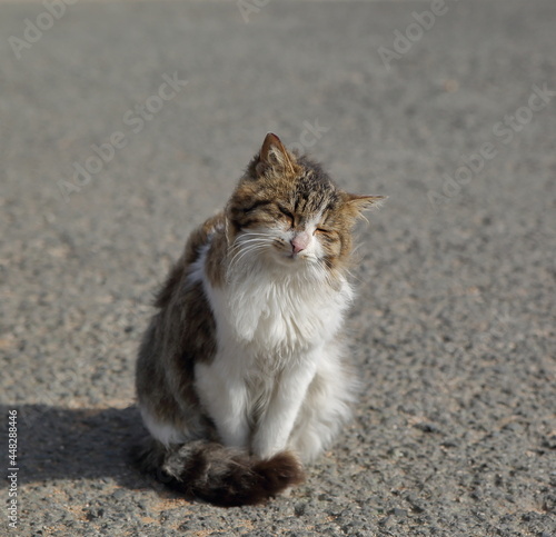 cat on the road