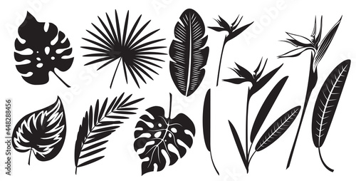 Fototapeta Set of silhouettes of exotic tropical leaves of monstera, palm, banana and strelitzia flower