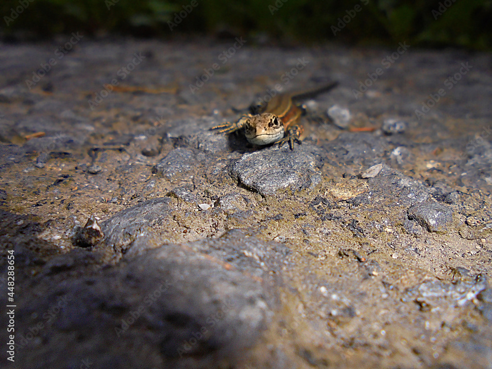 Lizard portrait | Front view of reptile on rocky road | Brown animal scene