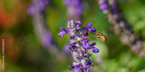 Abeja con pinta de avispa polinizando flor de color violeta o morado.