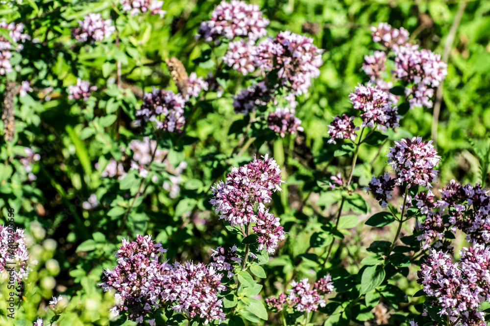 Obraz premium Blooming grass Thyme close-up in green grass. Summer floral background with wildflowers and herbs in sunlight.